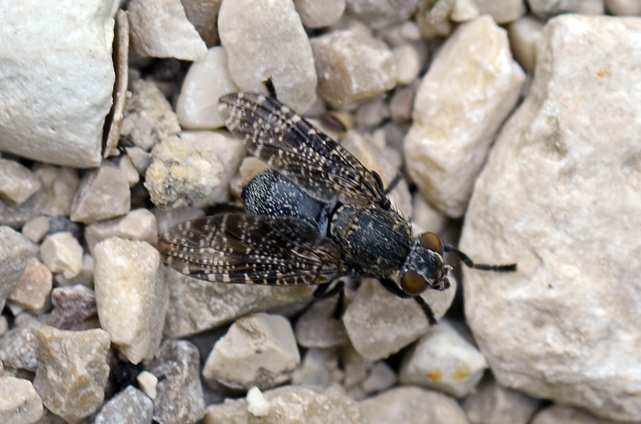 Platystoma sp.